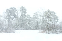 Birch Grove Blizzard