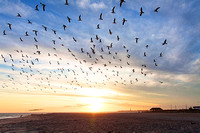 Skimmer Migration